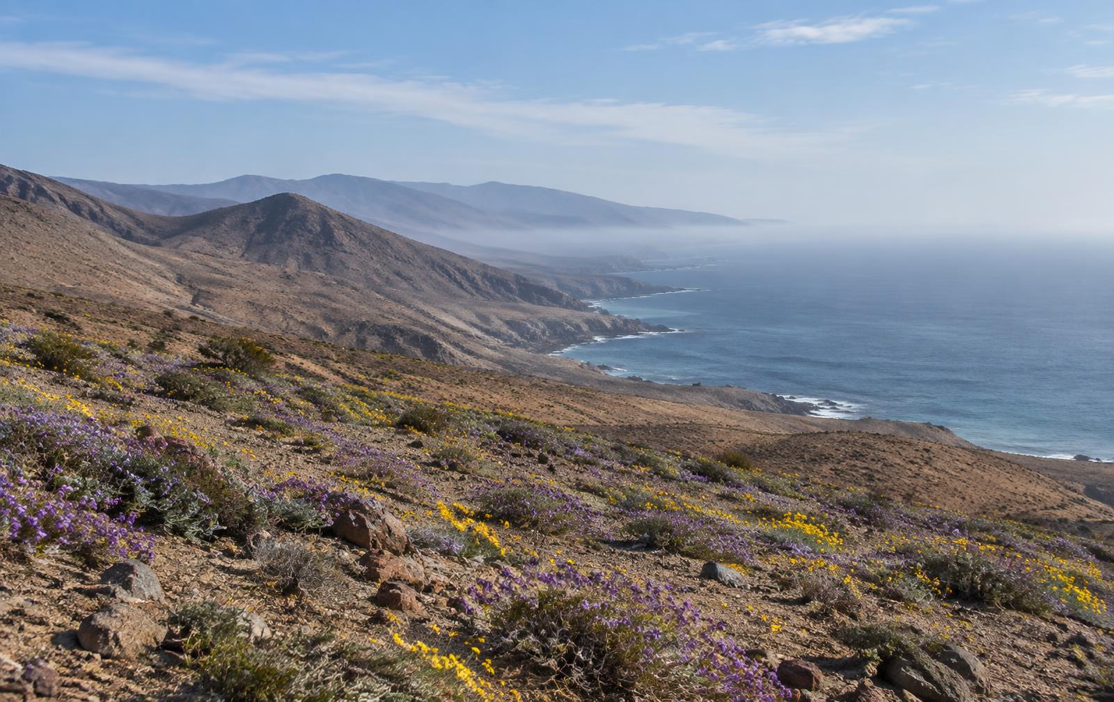 Floración del desierto en la costa de Cuesta Paposo